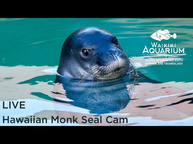 ワイキキ水族館 ハワイモンクアザラシ