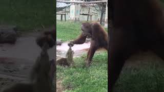 Download lagu Orang utan vs Otter😅 mp3