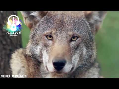 Orville Grant "Gimme Shelter"