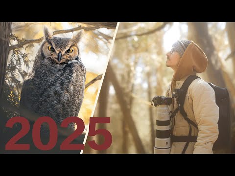 A Year Of Wildlife Photography in Canada | Moments in Nature 2025