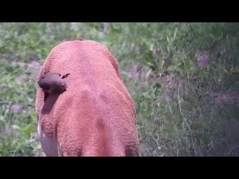 Djuma: Red-billed Oxpecker on an Impala - 10:58 - 11/28/21