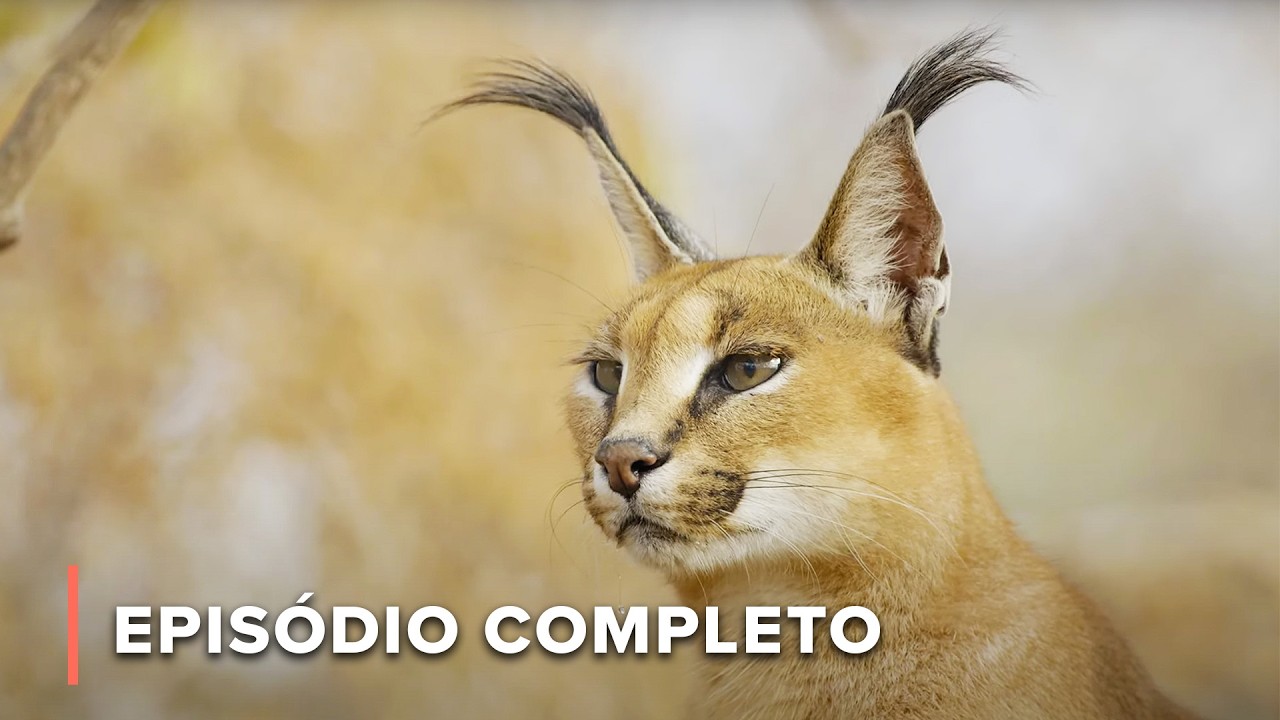 Nascido para Matar: Predador vs. Presa em Terra e Água | Garras e Mandíbulas de África 101