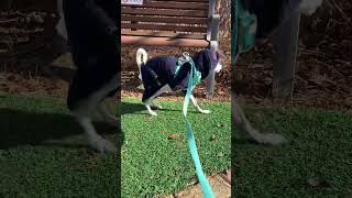 ROCK N ROLL!🐶😎🎉 #shorts