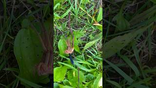 最強のアシダカグモ、ハチに敗れる