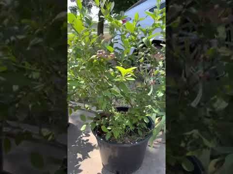 Обзор голубики Блюкроп