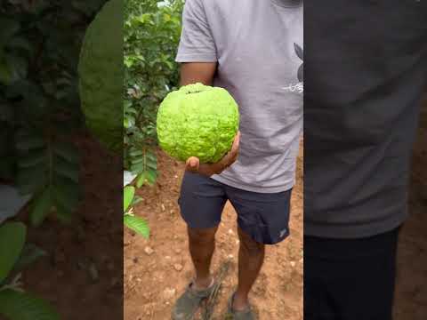 Guava harvest #india #agriculture #viralvideo #viral #viralshort #tiwan #viral