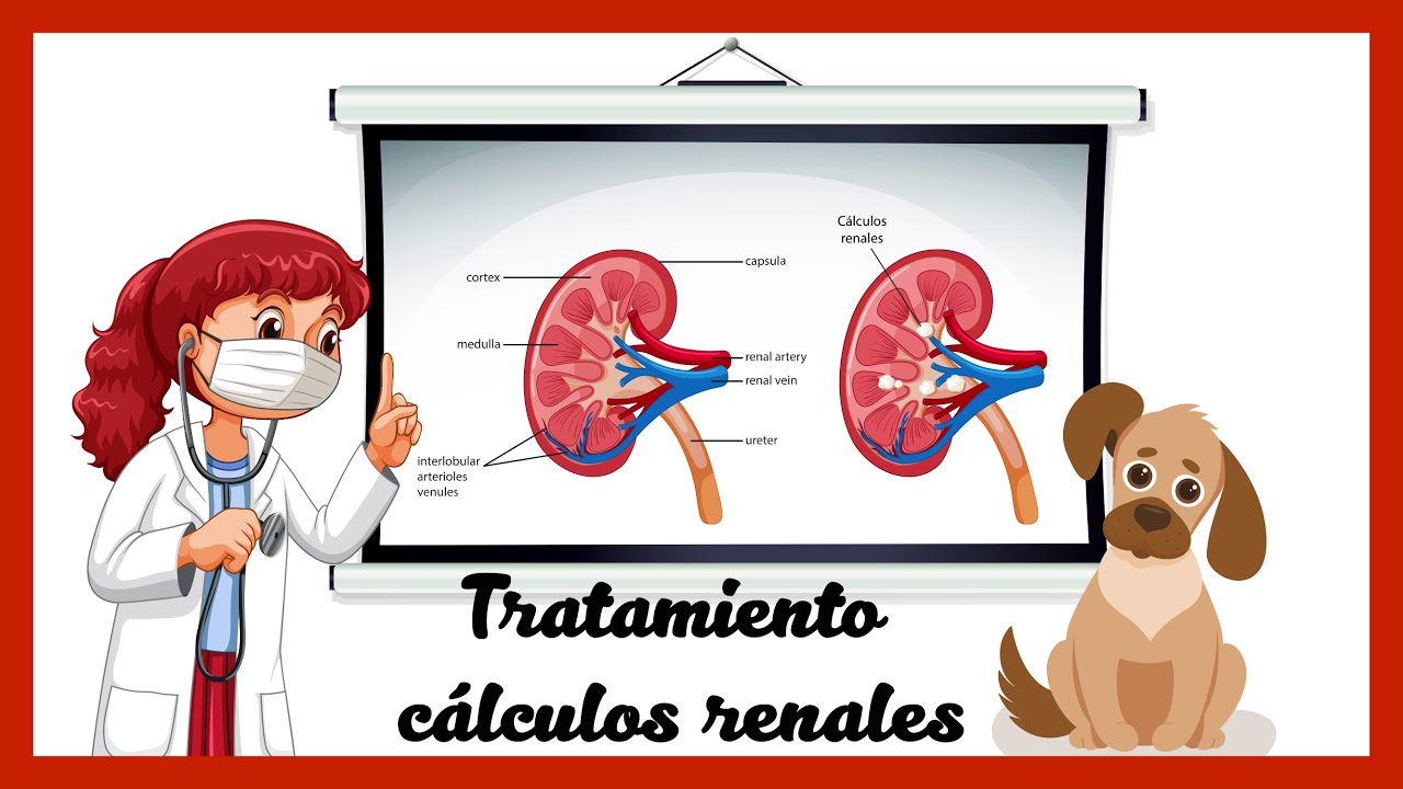 Tratamiento natural para perros y gatos con problemas de riñón