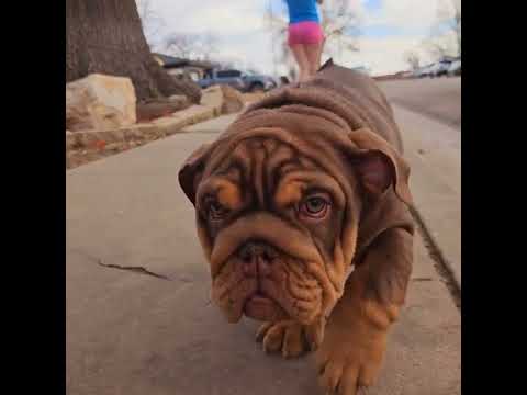 Hemi Chocolate Tan English Bulldog