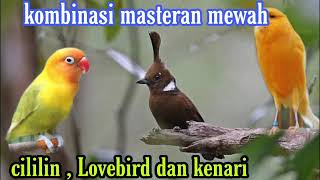 Download lagu Kombinasi masteran, love bird , kenari dan cililin full tembakan suara jernih mp3 Download lagu Kombinasi masteran, love bird , kenari dan cililin full tembakan suara jernih mp3