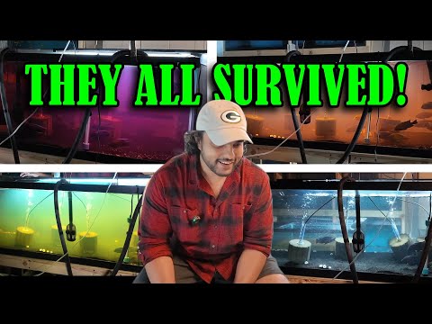 How To Treat External Fish Parasites - Potassium Permanganate (PP)