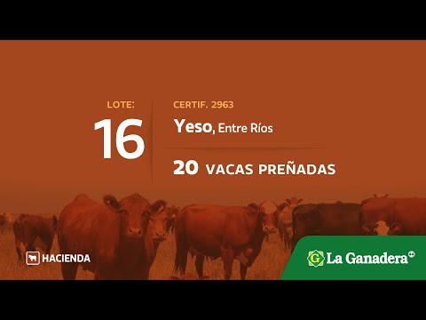 Lote Vacas preñadas en Yeso (E.Rios)