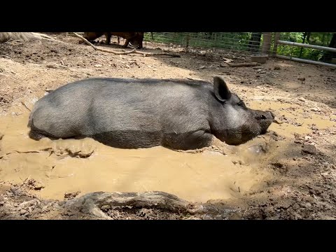 Fats the Pig showing proper mud pit rolling technique