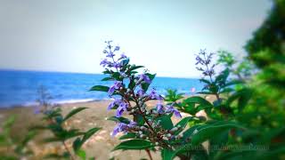 Natural Motion Wild Beach Plants And Flowers By The Beach At Umeanyar Village