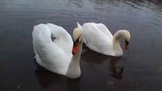 Two Happy Swans Eating Lunch