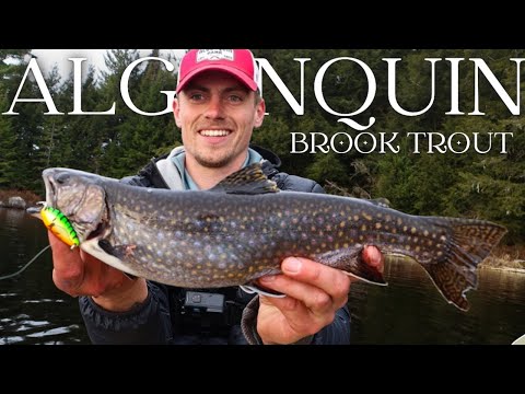 Early Spring BROOK TROUT in the ALGONQUIN Backcountry | 5 DAY Ice Out Canoe Trip (FULL DOCUMENTARY)