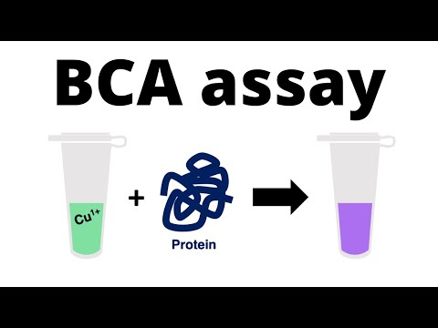 How to determine the protein concentration with the BCA Protein Assay
