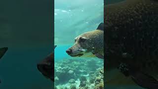 Dog Fish!!!