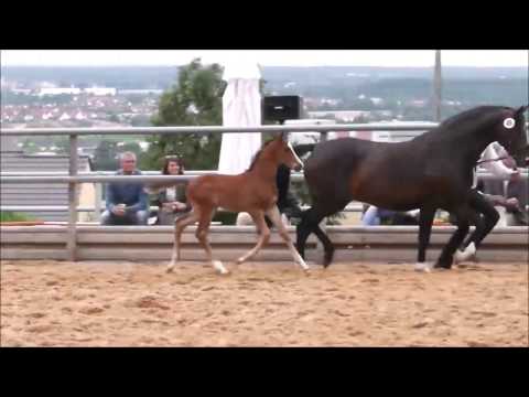 United Colours - HF v. High Motion a.d. Unforgettable [Trakehner] Fohlenschau