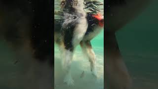 My Dog Is OBSESSED With This Place! #letsgoripley #talkingdog #australianshepherd #fluentpet