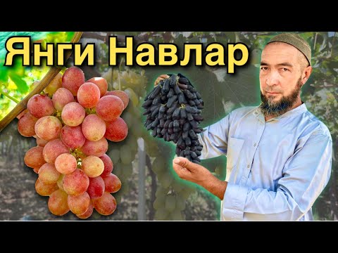 Uzum Yetishtirish Sir-asrorlari 🍇 Bogʻ Tashkil Qilish va 25 Xil Koʻchat Sotuvda!