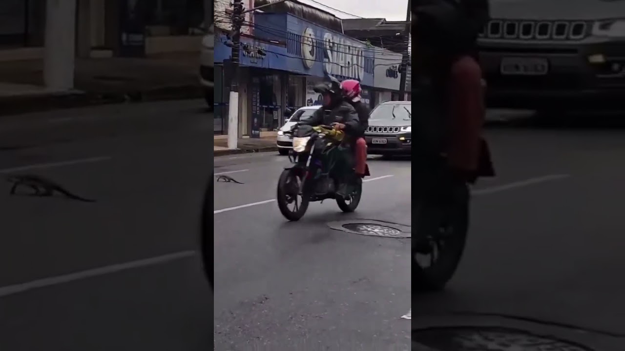 Vídeo mostra homem parando trânsito para lagarto atravessar avenida em Santos.