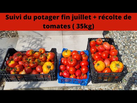 , title : 'Suivi du potager fin juillet + récolte de tomates 2022'