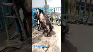 Download lagu Cara mengawinkan kambing. mp3