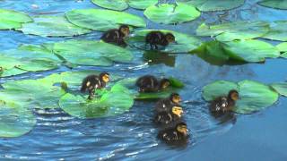 Spring Ducklings - Cat Stevens - The Wind (HD)