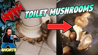 4chan Toilet Mushrooms - Internet #Shorts