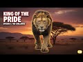 Green Screen Background Lion Green Screen Video Lion Green Screen Green Screen Lion