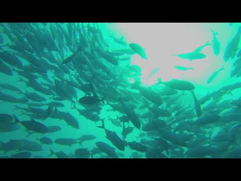 Loiriplukari: Kalareissu