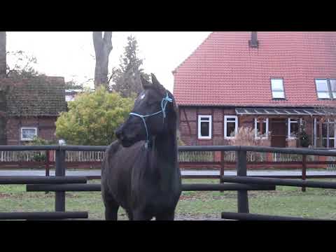 Diamond Queen Prinzess - FOR SALE - Rappstute zu verkaufen - Duir Ask Ichschi