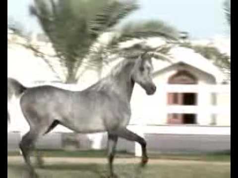 SAFIR AL RAYYAN (ASHHAL AL RAYYAN × RN FARIDA)