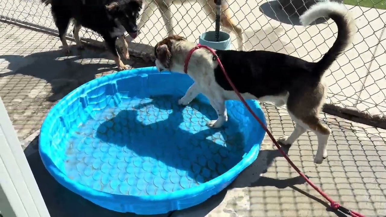 Oak, a ADOPTABLE Border Collie in Wasco, CA video 5/5