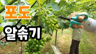 알솎기 포도가위 가성비 최고! 일제보다 3/1가격! 품질 최고 신성툴스 공동구매