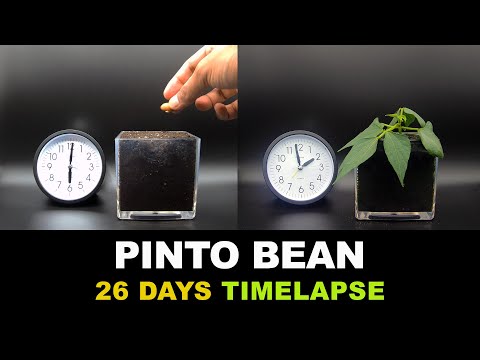 Growing Pinto Bean Time Lapse (26 days)