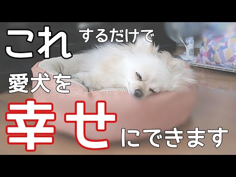 犬を幸せにする46の方法