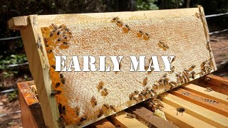 Early May | #colesfarmnc #jacksonvillenc #beekeeping