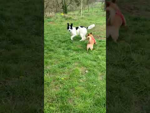 Yvy2 auf Pflegestelle 08.04.2023 - New Home for Strays e. V.