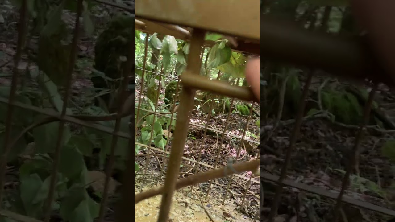 三生式箱罠捕獲の瞬間