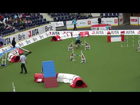 2017 FCI Agility World Championship Individual Large Agility