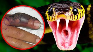 Most VENOMOUS Snakes In The World Today!