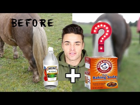 YouTube video about: How to whiten a horses tail?