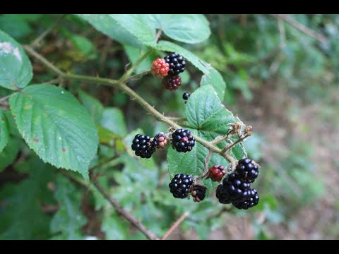 Getting Started With Foraging - Blackberries
