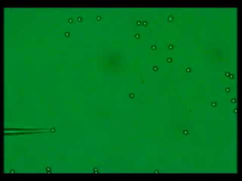 Detailed process of pick-and-position of the sixth particle to form the sixth vertex of the hexagon