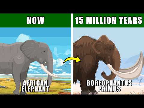 Tundra Elephant Speculative Evolution: How Elephant May Adapt and Evolve on American Tundra