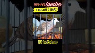 Download lagu perkutut bangkok BAHAN LOMBA SUPER tengah banyak ujung PANJANG AJO-2328 HORNET mp3 Download lagu perkutut bangkok BAHAN LOMBA SUPER tengah banyak ujung PANJANG AJO-2328 HORNET mp3