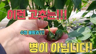이런 고추는 병이 아닙니다!!! 고추 농사 잘 짓는법!!
