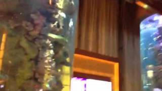 Star city casino aquariums in Sydney - huge cylinders