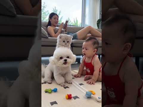#搞笑萌寵#萌娃和萌寵#狗狗迷惑行為#搞笑